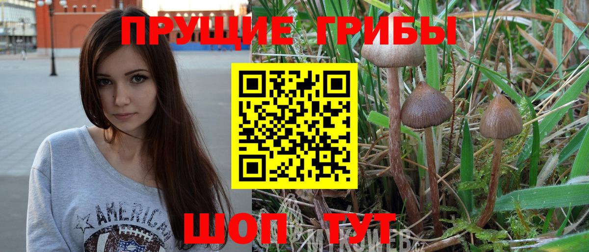 Псилоцибиновые грибы Psilocybine cubensis Коркино